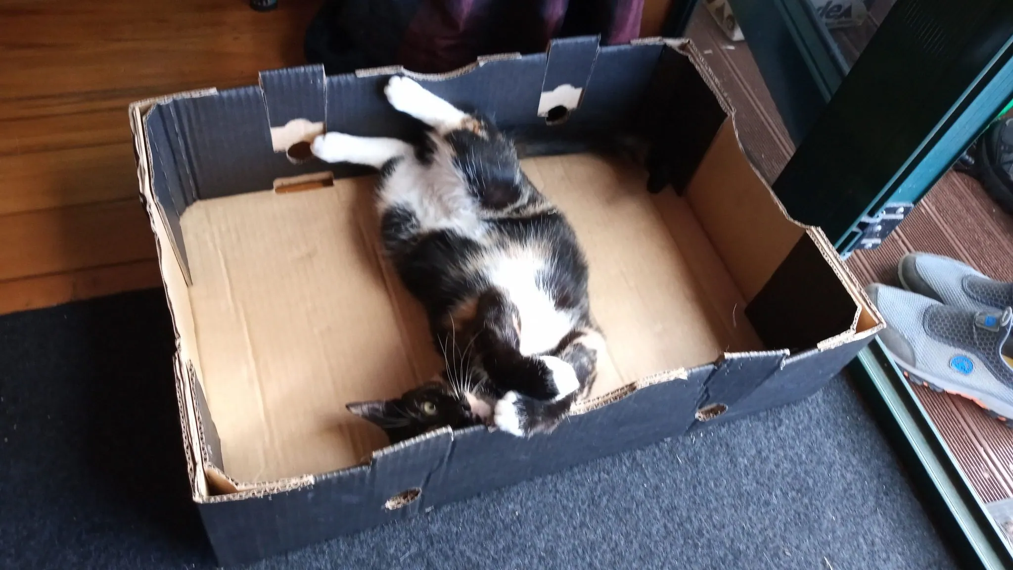 Why do cats love boxes?